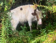 Продается бычок