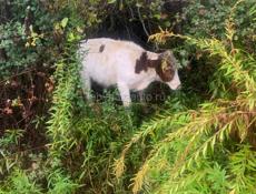 Продается бычок