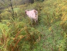 Продается бычок