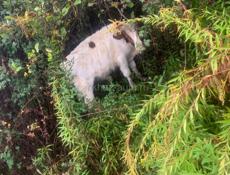 Продается бычок