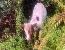 Продается бычок