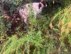 Продается бычок