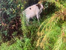 Продается бычок