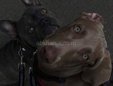 Продаётся участок с орешником