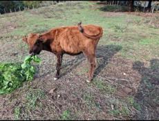 Бычки телята