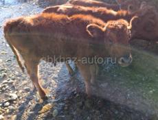 Бычки телята