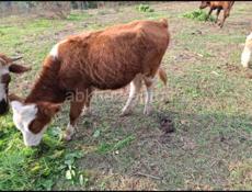 Бычки телята