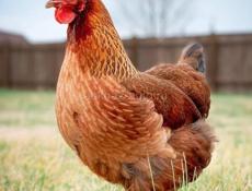 Продается куры петухи 1500-2000