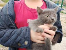 Отдам котят 