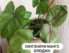 комнатные растения