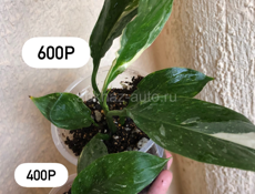 комнатные растения