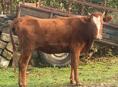Продаю корову 