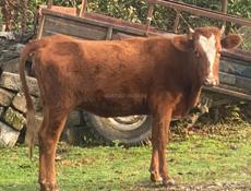 Продаю корову 