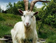 Коза 
