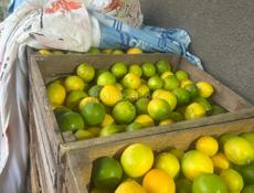 Продажа лимонов   Звонки  сообщения только  what’s up.   По весу договоримся сколько надо 