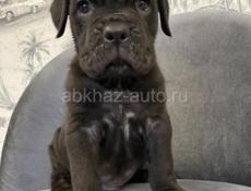 Продаются щенки КАНЕ КОРСО 🖤🖤🖤🖤🖤🖤🖤🖤🖤🖤