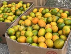 Куплю мандарин 