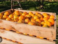 Куплю мандарин 