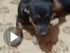 Пропала собака ..Антоша..кто увидит сообщите пожалуйста 🙏