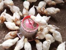 Цыплята месячные 