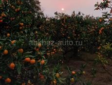 Сбор мандарин 