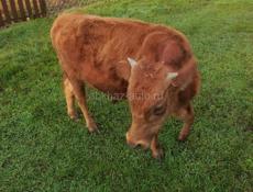 Продам бычка