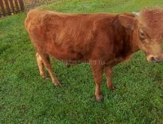 Продам бычка