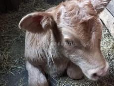 Продам,телёнка (тёлочка)