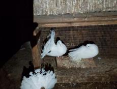 Голуби белые