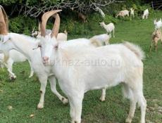 Местные козы