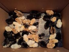 Продаются бройлерные цыплята 