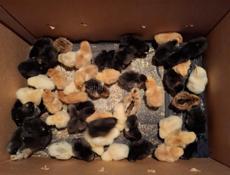 Продаются бройлерные цыплята 