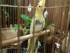 Корелла нимфа