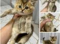 Шотландские котята 🌸🌸🌸🌸🌸🌸🌸🌸🌸🌸🌸🌸