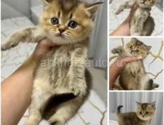 Шотландские котята 🌸🌸🌸🌸🌸🌸🌸🌸🌸🌸🌸🌸