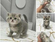 Шотландские котята 🌸🌸🌸🌸🌸🌸🌸🌸🌸🌸🌸🌸