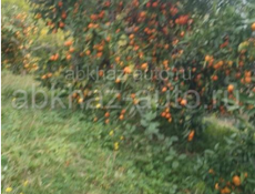 Сбор мандарин 