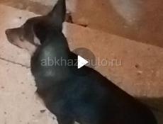 Пропала собака 🐶 ./девочка 6'-7 месячная.кто увидит сообщите пожалуйста 🙏