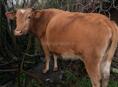 Корова, должна скоро отелиться 