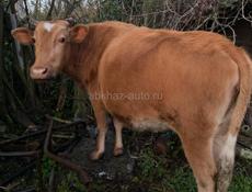 Корова, должна скоро отелиться 