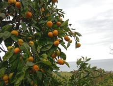 Приглашаю на сбор мандаринрв 2-3 человека