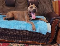 Ищем жениха 😂для нашего питомца. Питбуль