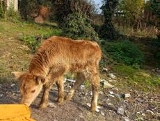 Продаётся бычок 