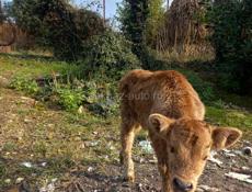 Продаётся бычок 