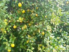 Лимоны и мандарины