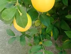 Лимоны и мандарины