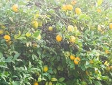 Лимоны и мандарины