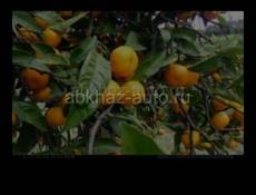 Укладка мандарин