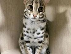 Ищу любую работу ватсап 