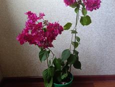 Цветущая бугенвиллия 